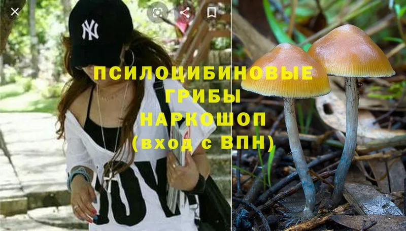 Галлюциногенные грибы Psilocybe  что такое наркотик  гидра ссылка  Белинский 